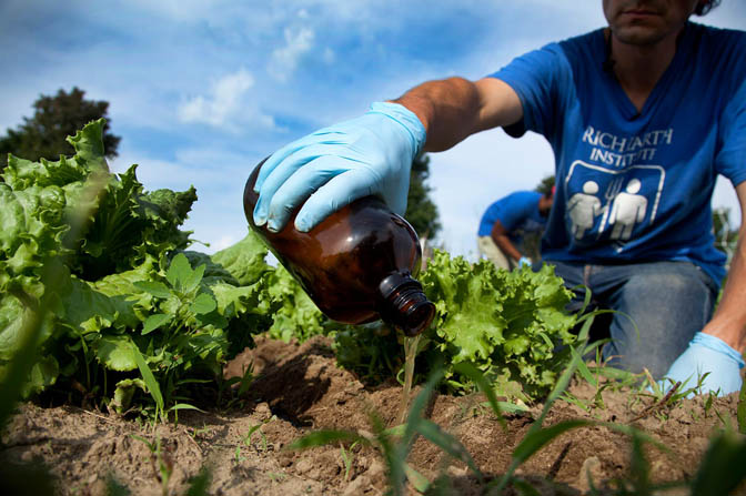 Abe applies pasteurized urine to a test bed of lettuce.