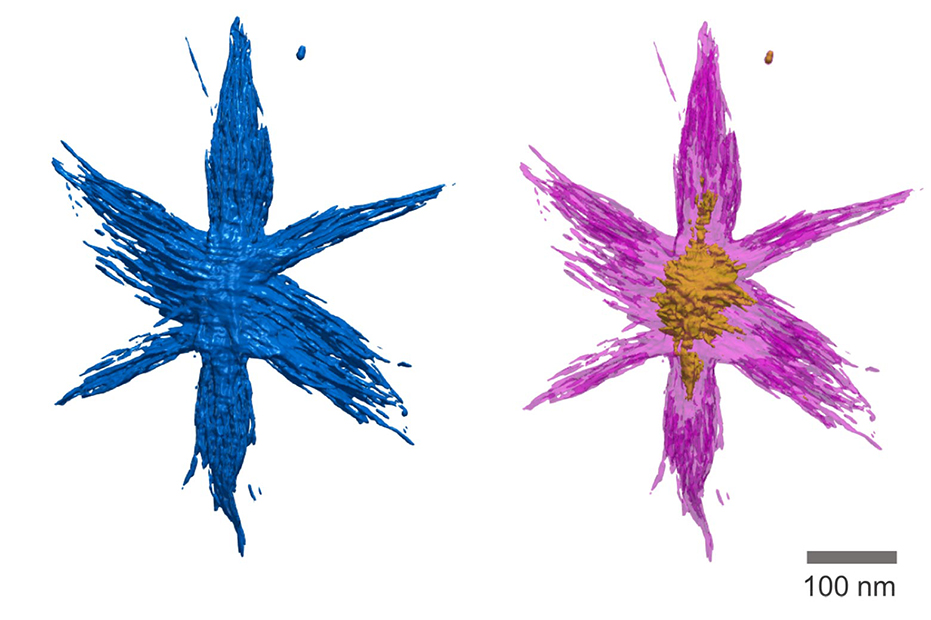 Simulated images of two branching nanostructures that look like two stars