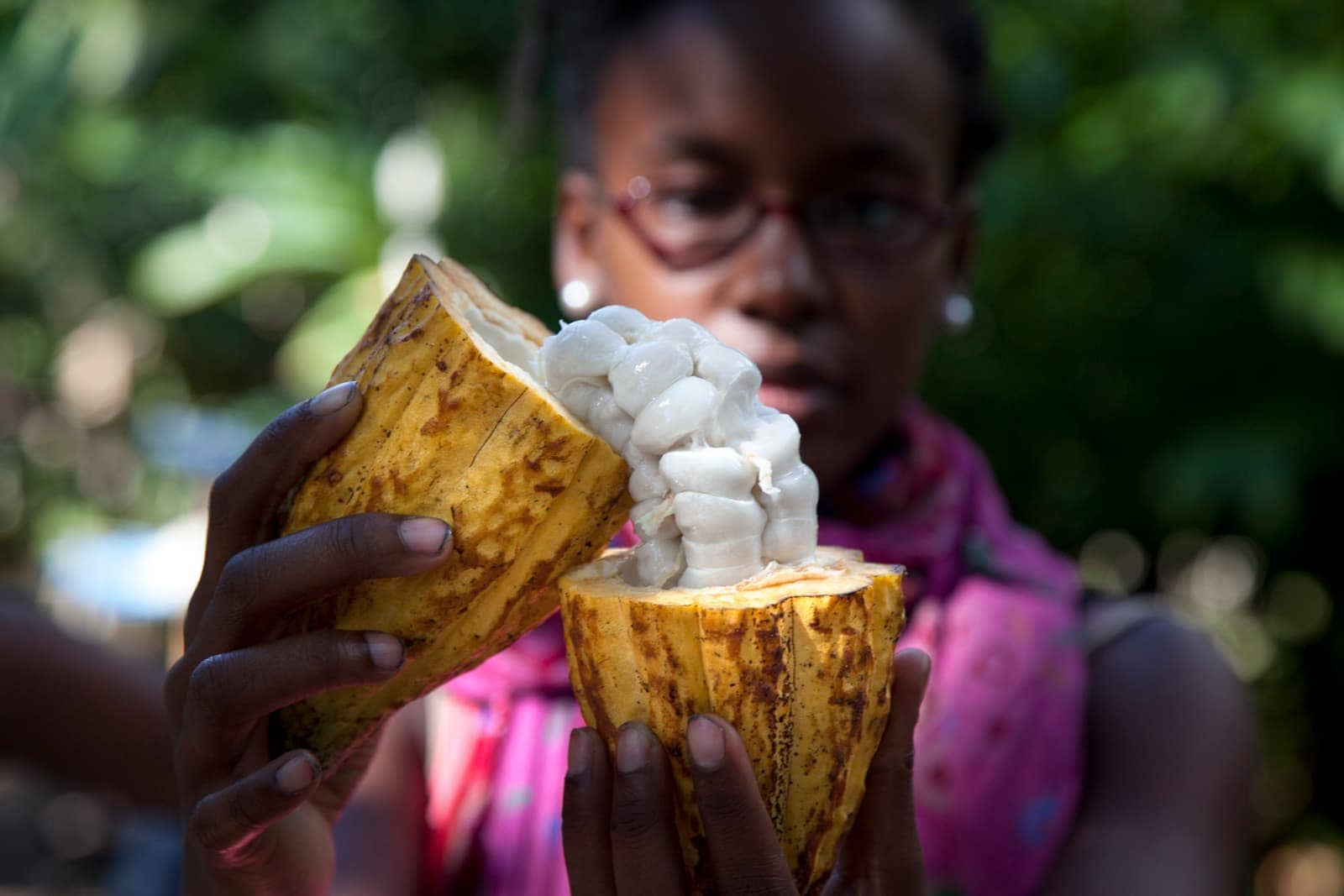 A person holding a split open cacao pod.