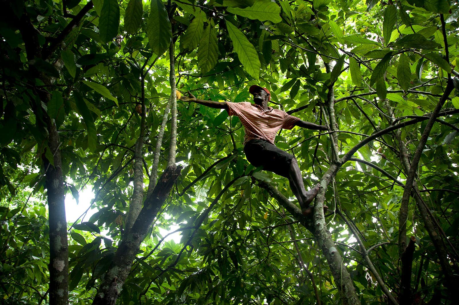 A man climbing a tree and reaching for a cacao pod.