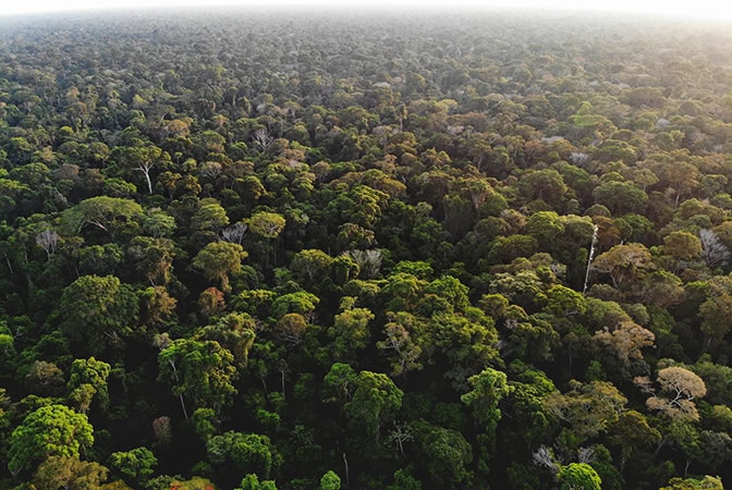 A birds eye view of the Amazon rainforest.