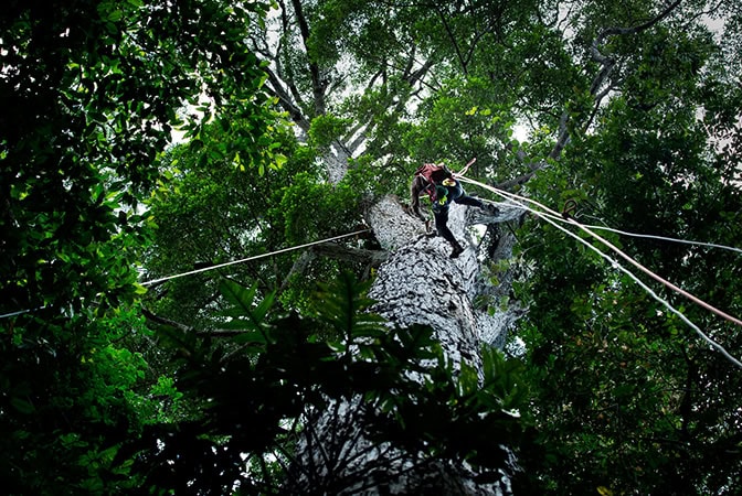 An image of Valeriy Ivanov climbing an Erisma tree in the Tapajos National Forest in Brazil