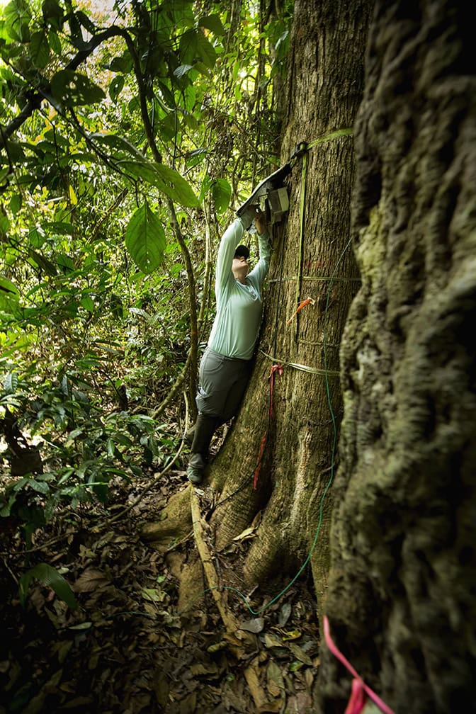An image of Elizabeth Agee repairing a sap flow sensor on a tree