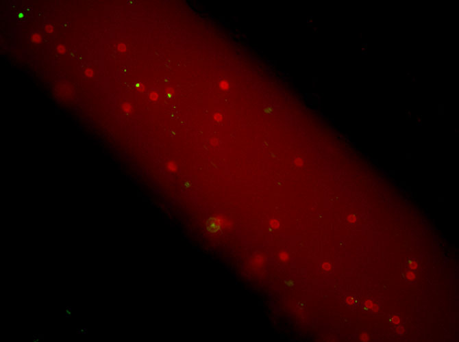 neutrophils bind to nanoparticles