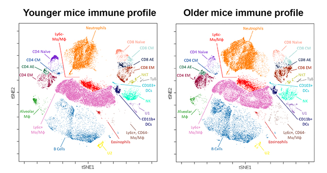 two diagrams of immune cell counts between young and old mice