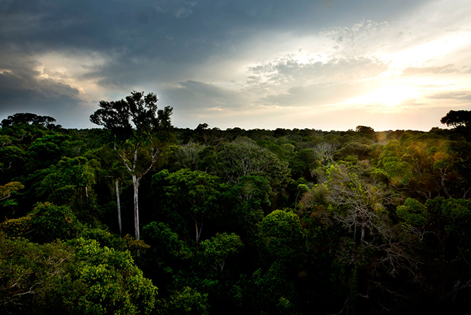 an airial view above the canopy of the amazon rainforest