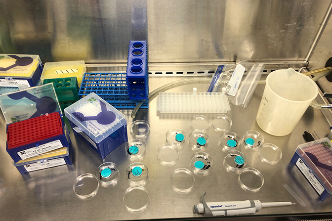 an above view of the cut up samples of N95 masks in lab after being sprayed with a test virus