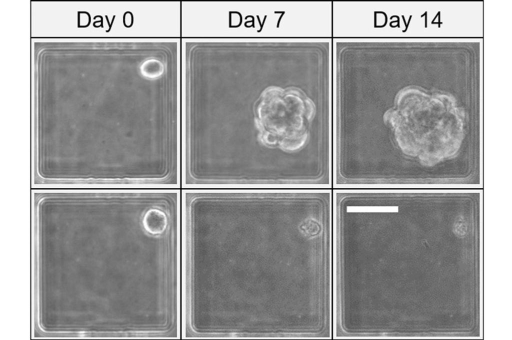 Microscopic images of the cells in chambers