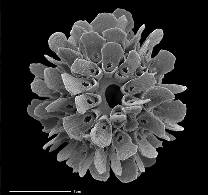 Elaborate shell of a microorganism