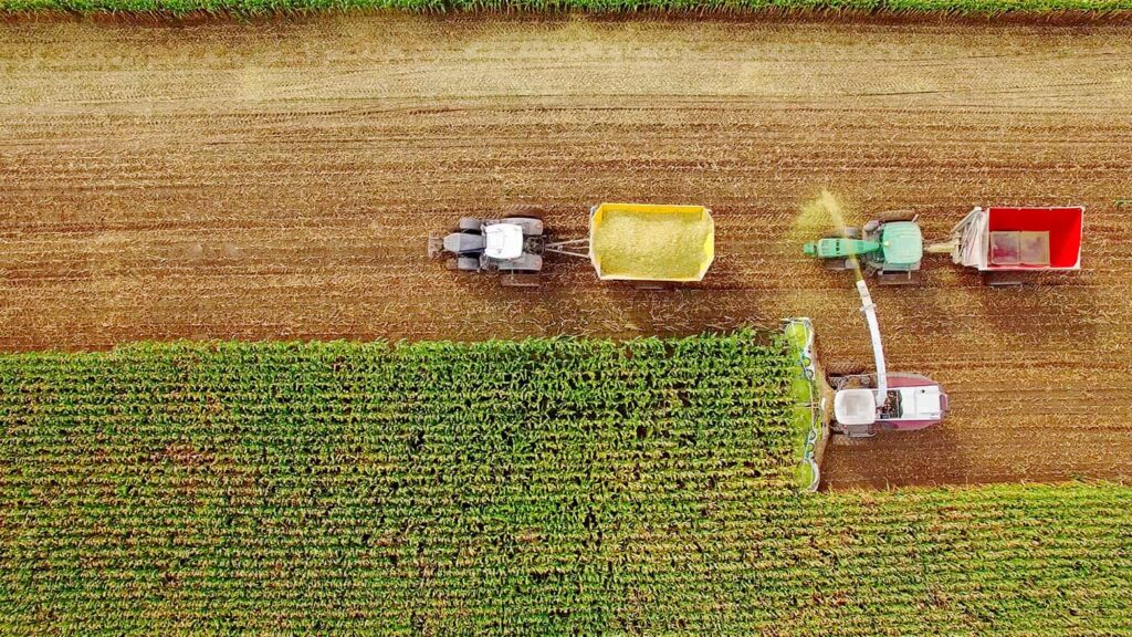 A tractor going through a cornfield
