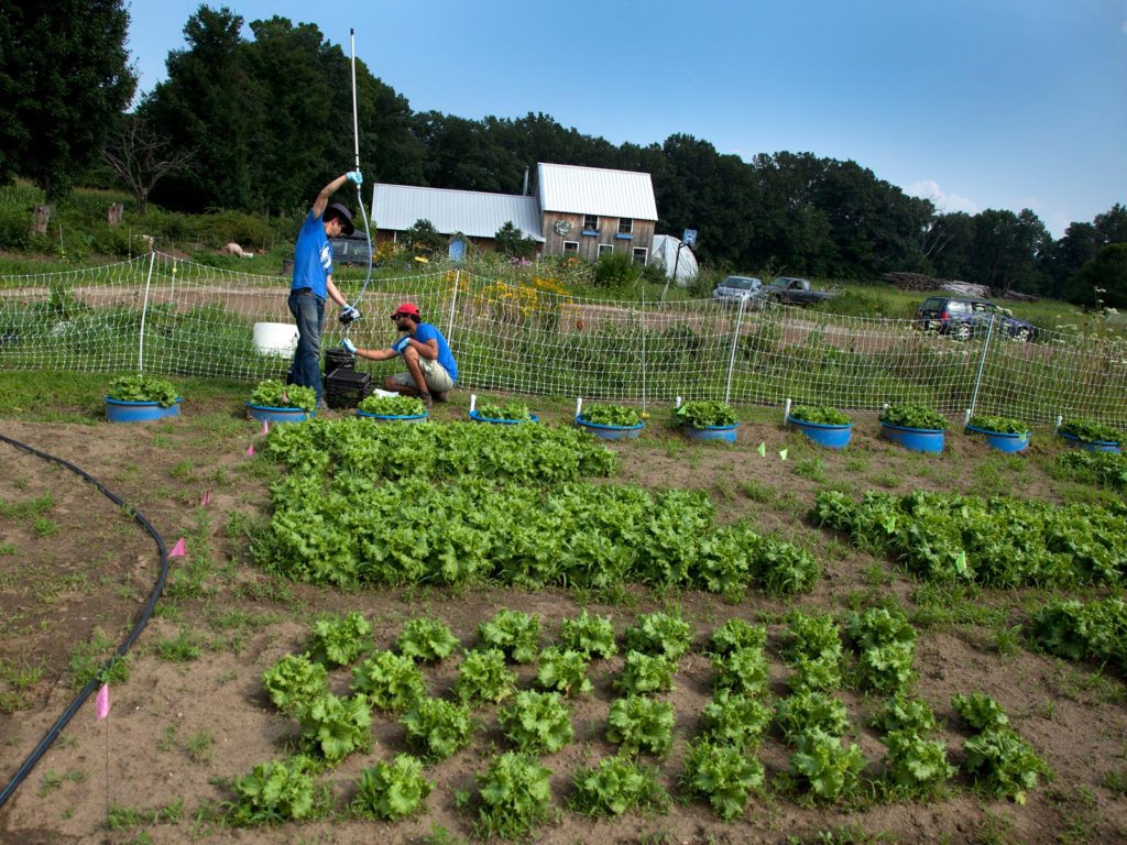 people working in a garden