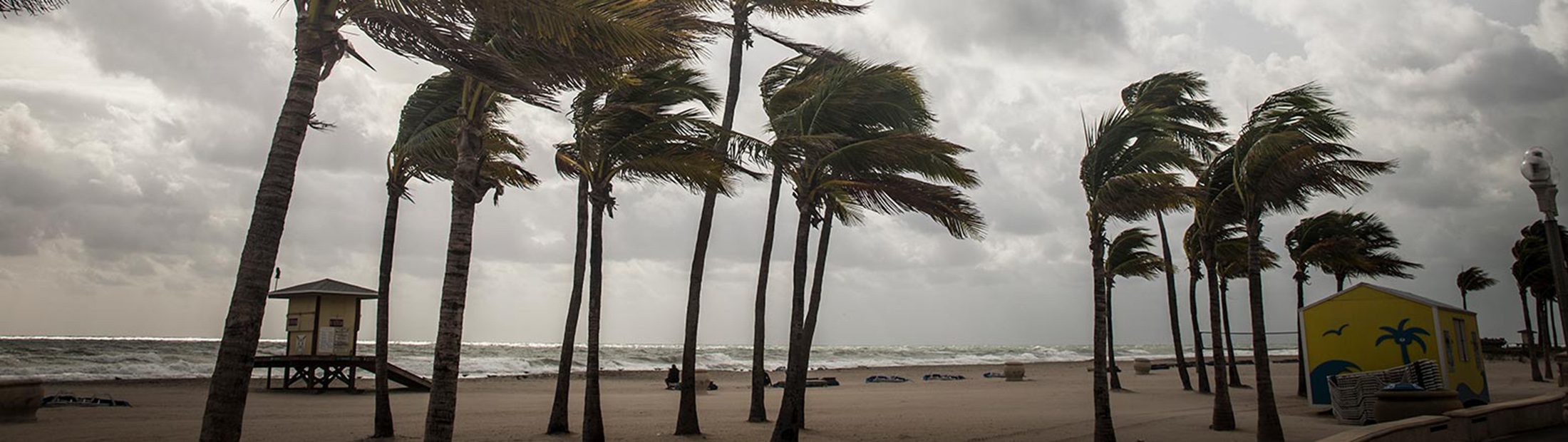 Palm trees being blown by strong wind.