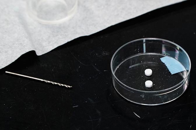 Two small, white objects in a petri dish.