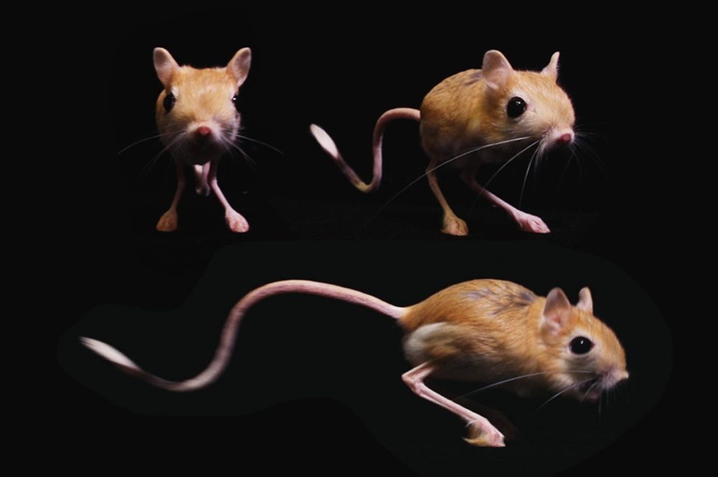 Tiny bipedal desert rodent with elongated tail used as a model by researchers