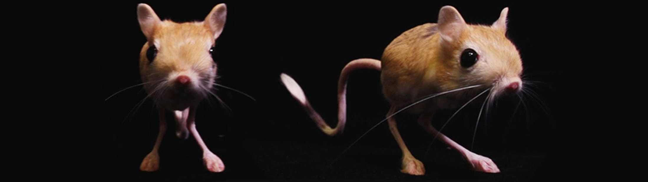 Tiny bipedal desert rodent with elongated tail used as a model by researchers