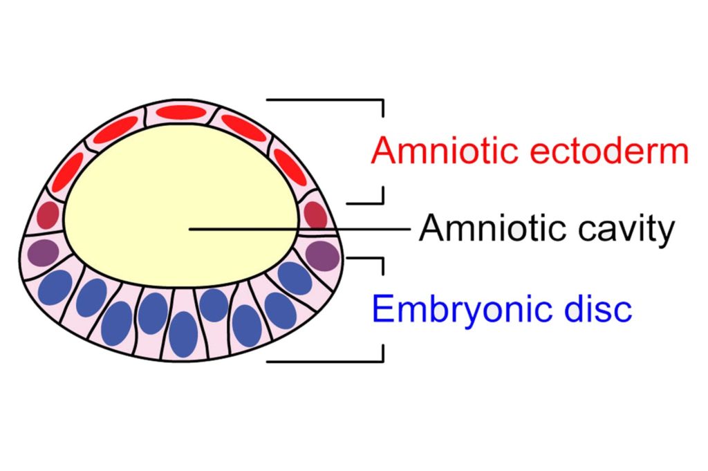 a diagram of the embryo-like structure