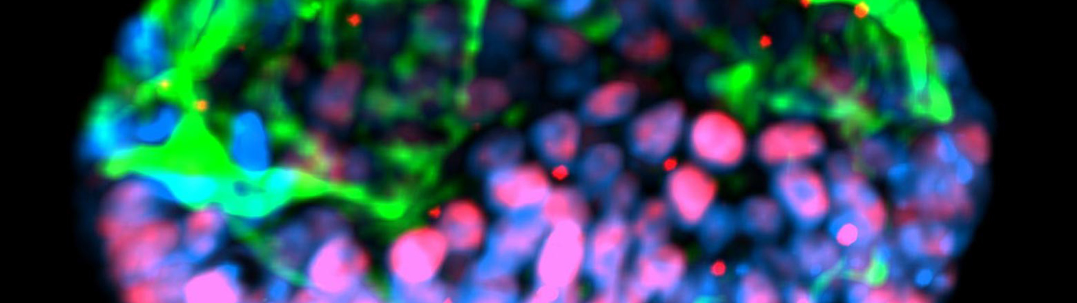 Image of green and pink stem cells in a cluster