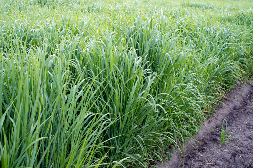 Close up of grass