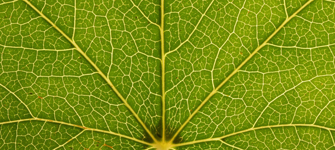 Environmental leaf fractal.