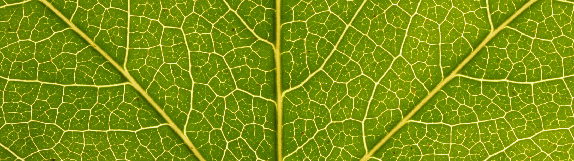 Environmental leaf fractal.
