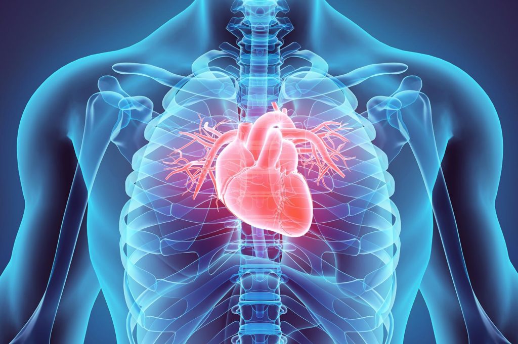 Simulated image of heart at center of chest cavity