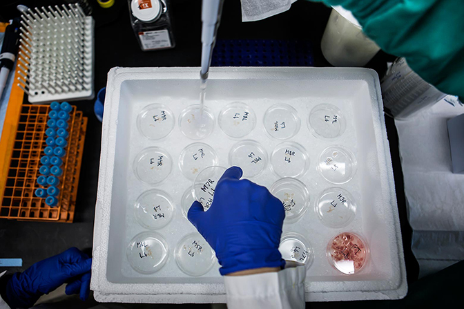 A top view of petri dish containing cancer-attracting devices