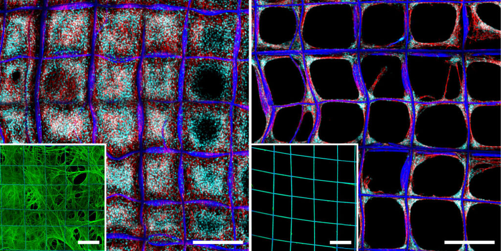 A microscope image of fibers arranged in a grid pattern.