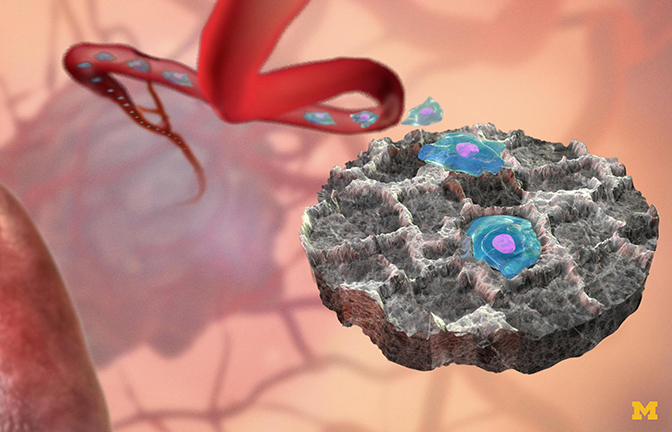 Cells migrating from a blood vessel to a gray disc in the body.