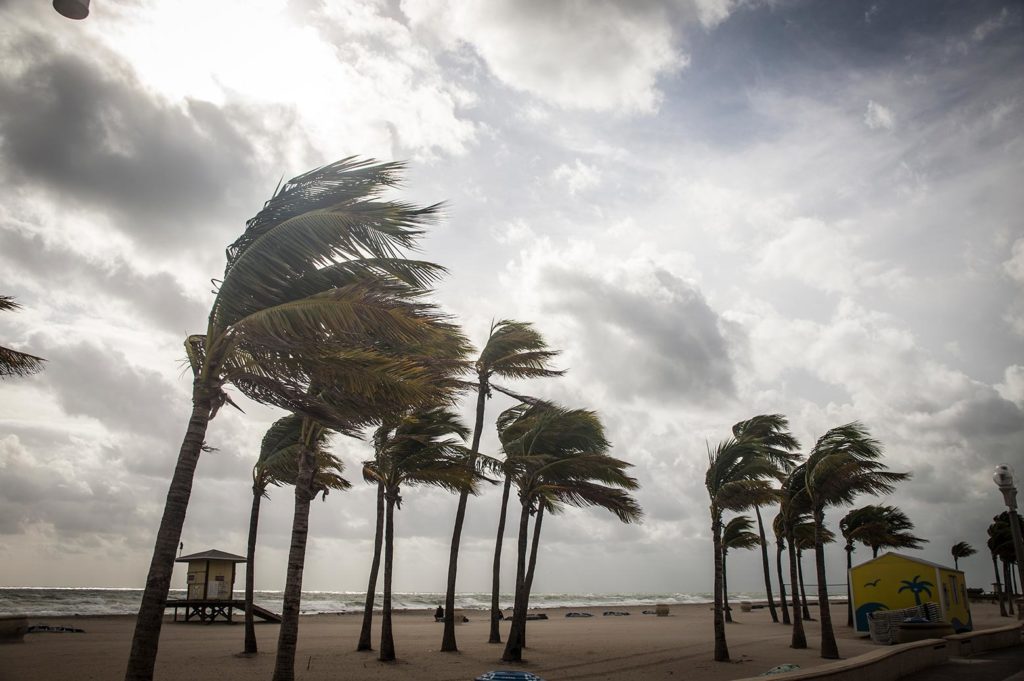 Palm trees being blown by strong wind.