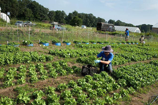 A person crouching down among rows of crops.