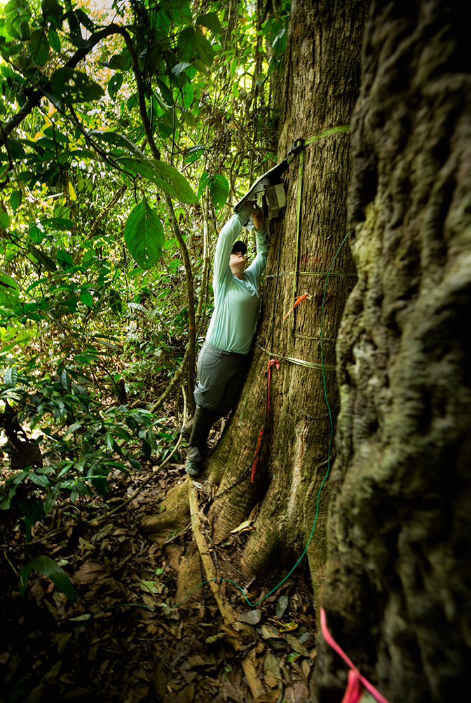 An image of Elizabeth Agee repairing a sap flow sensor on a tree