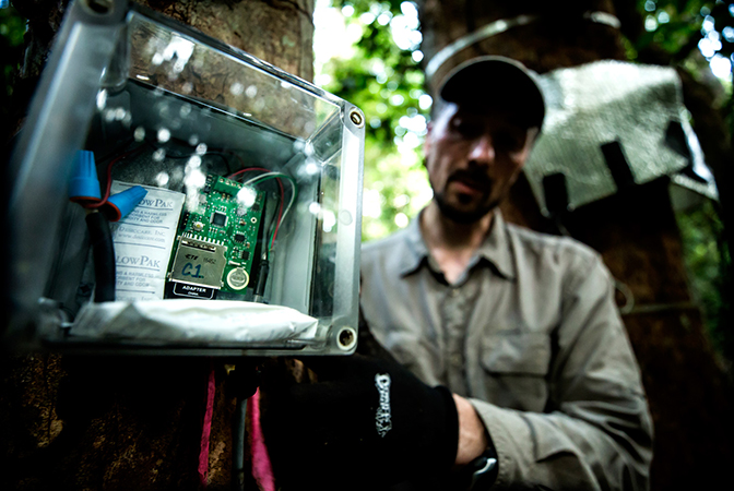 Image of Valeriy Ivanov inspecting a sap flow sensor on a tree.