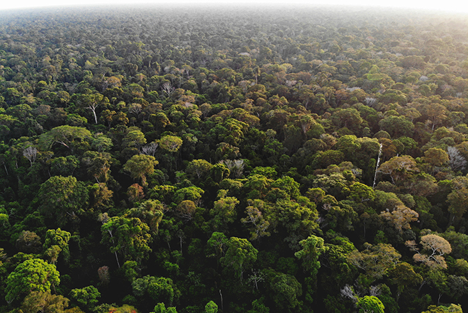 A birds eye view of the Amazon rainforest.