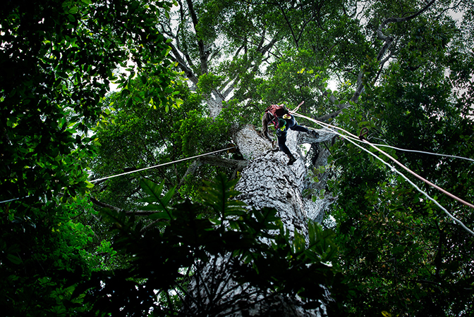 An image of Valeriy Ivanov climbing an Erisma tree in the Tapajos National Forest in Brazil