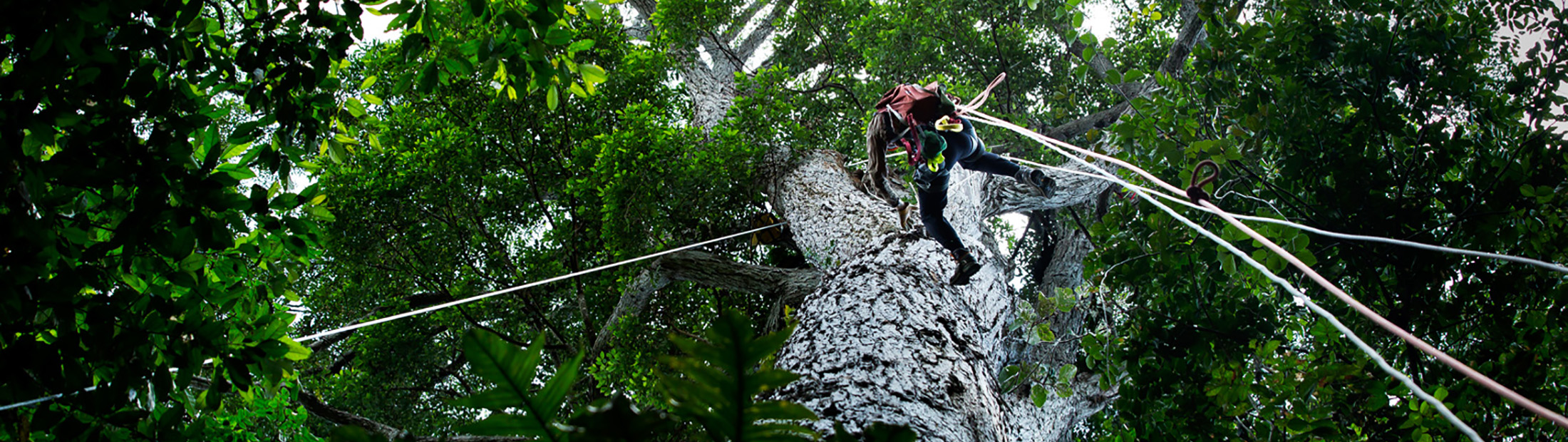 An image of Valeriy Ivanov climbing an Erisma tree in the Tapajos National Forest in Brazil