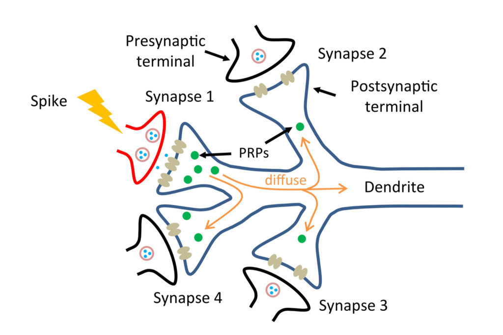 A diagram showing a dendrite of a neuron connected to several synapses with green dots labeled "PRPs" traveling between them.