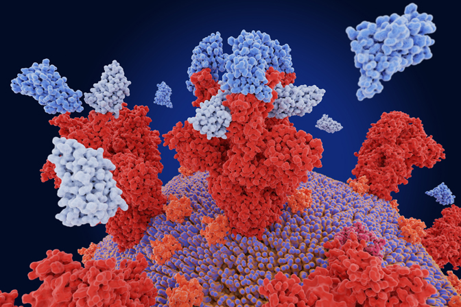 Passive immunization with nanobodies: two neutralizing nanobodies that target the receptor-binding domain of the SARS-CoV-2 spike protein. Nanobodies can have a highly increased neutralizing activity compared to antibodies. Source: PDB entry: 7b18. Koenig, P.A. et al. (2021) Science 371.