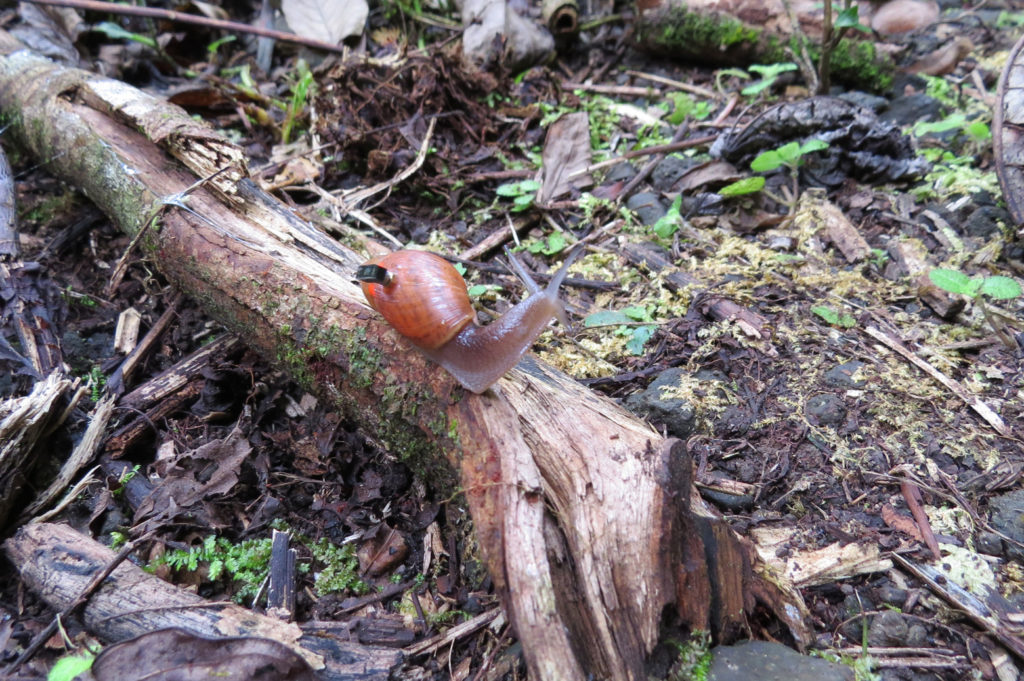 A snail on a log