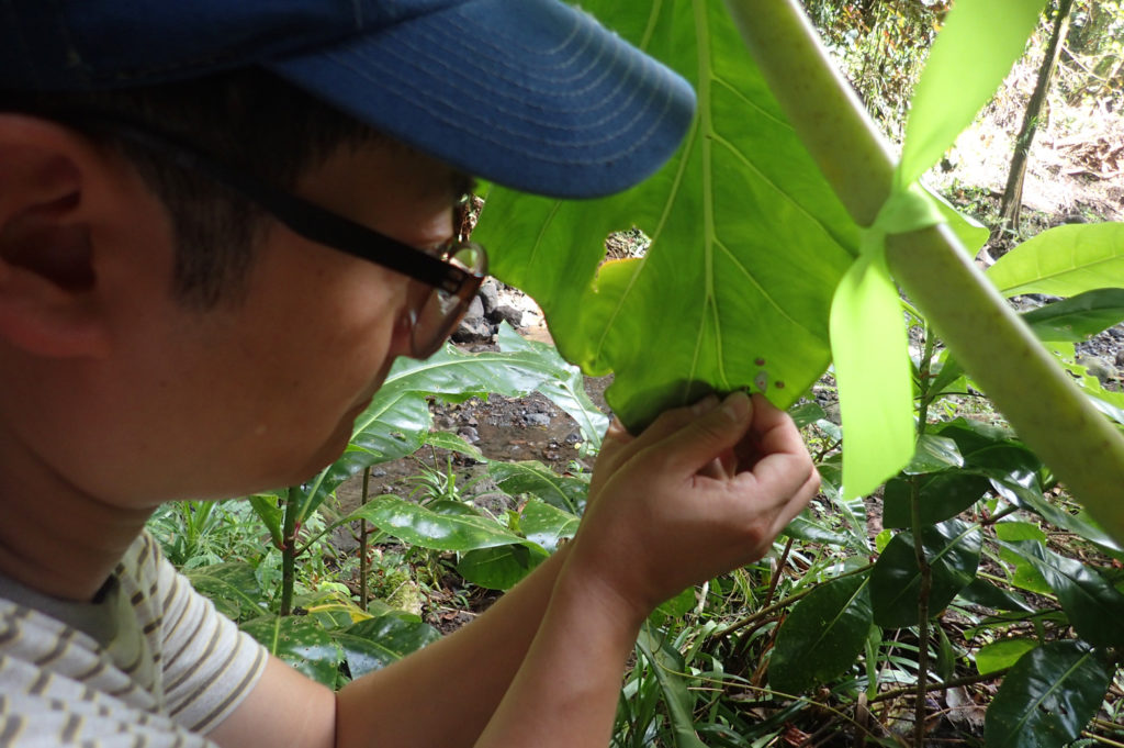 A person putting a sensor on a large leaf