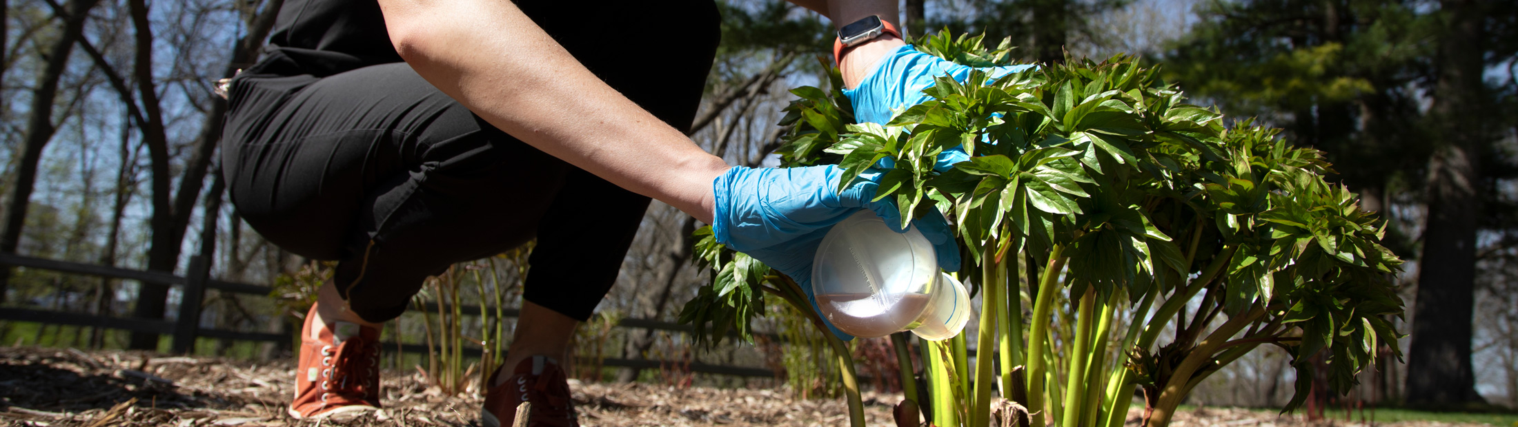 Researcher Krista Wigginton pouring fertilizer on a plant