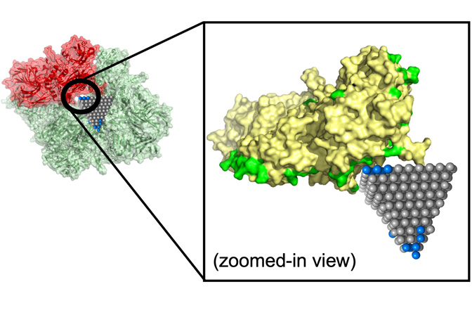A zoomed in rendering of a model showing how the interruption of a protein