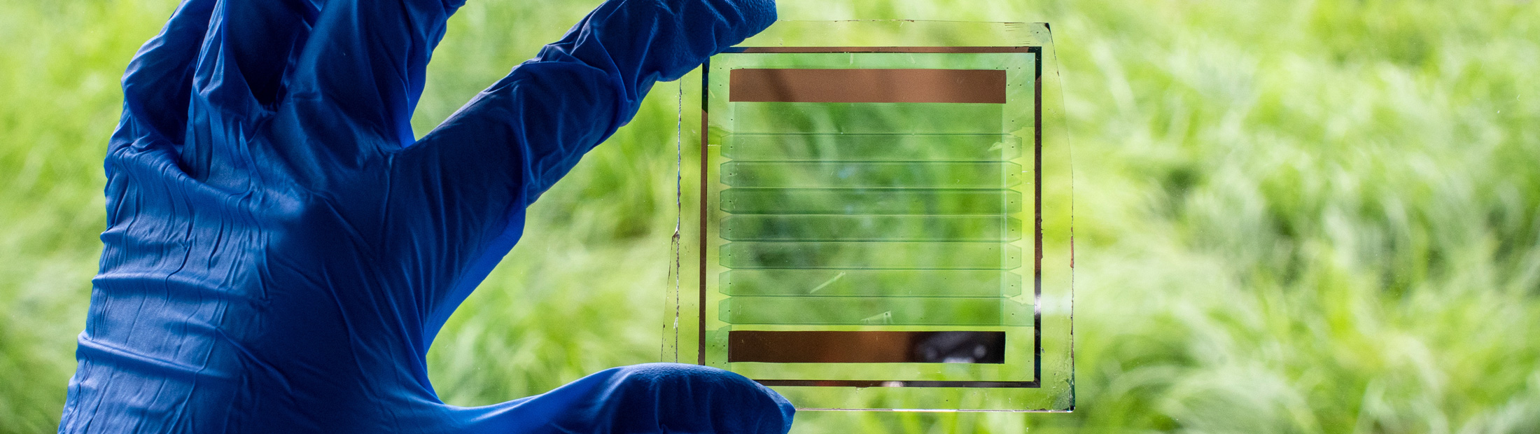 A researcher holds the transparent solar panel up to plants outside so you can note its transparency