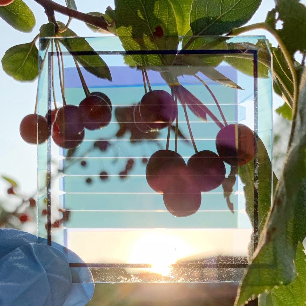 The semi-transparent solar cell is held up against grapes to better show their transparency