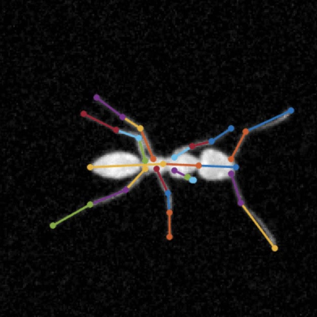 A model of an ant moving