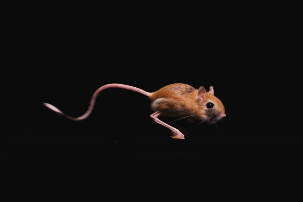 A jerboa jumping across a dark, black environment