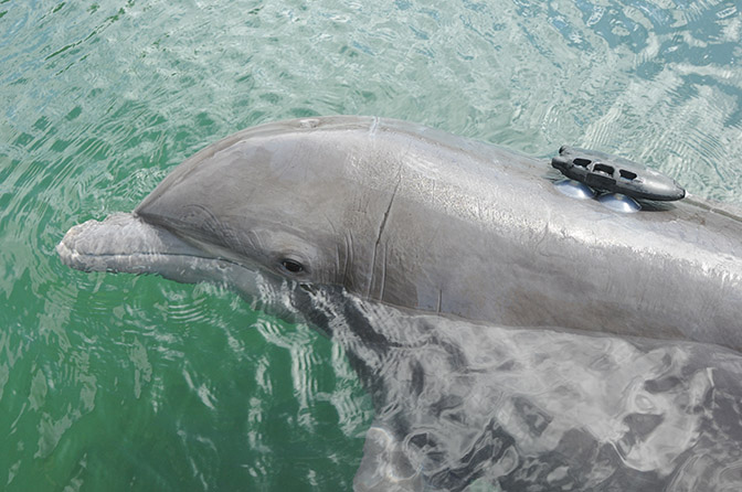 A small black device, about as long as the dolphin's nose, is attached to the dolphin's back with suction cups.
