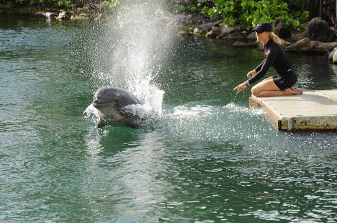 A dolphin surfaces out of the water with a spray, while a specialist looks on from the dock. 