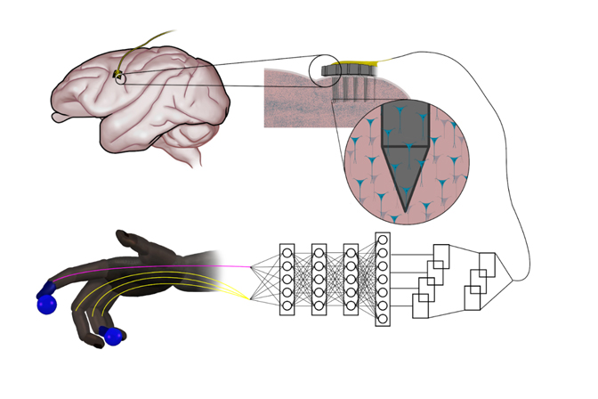 Intracortical arrays in the motor cortex relay action potentials from biological neurons to artificial neural networks in computers that use this information to predict and control the movements of prosthetic fingers. 