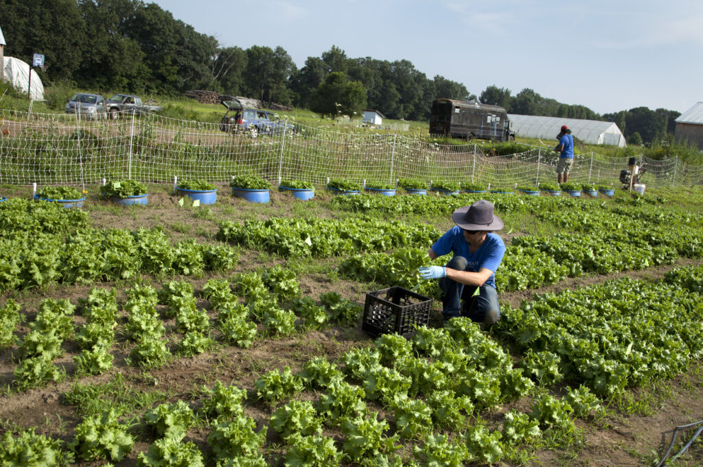 Abe Noe-Hays cuts lettuce in a field that was fertilized by human urine. 