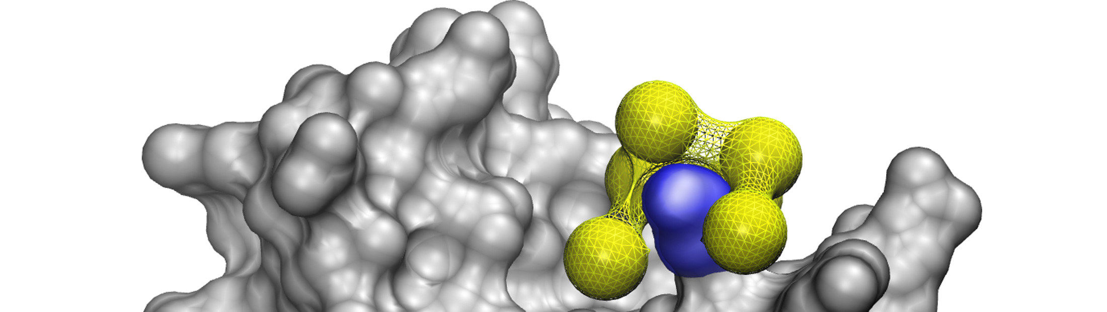 The protein appears as a lumpy gray mass, made up of hundreds of balls stuck together. One of the longer lumps has a roughly U-shaped nanoparticle, made up of six or so balls, wrapped around it. That protrusion is about two or three times the diameter of a single ball in length, and one or two in diameter.